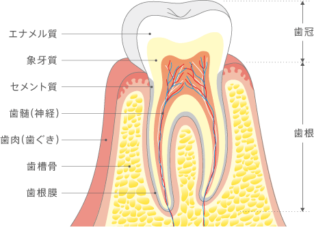 歯冠継続歯